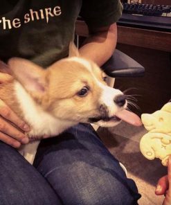 3pcs Corgi Shape Mould Plastic Cookie Cutters for Themed Birthdays,